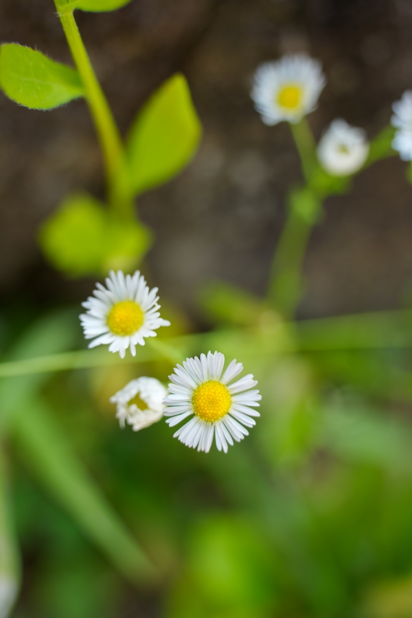 SONY α1 II + TAMRON 25-200mm F/2.8-5.6 Di III VXD