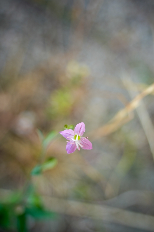 SONY α1 II + TAMRON 25-200mm F/2.8-5.6 Di III VXD