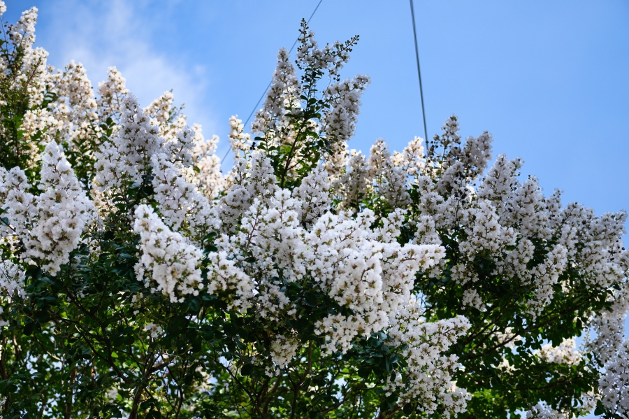 SONY α7CR + FE 50mm F2.5 G
