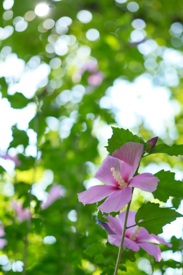 SONY α7CR + FE 50mm F2.5 G