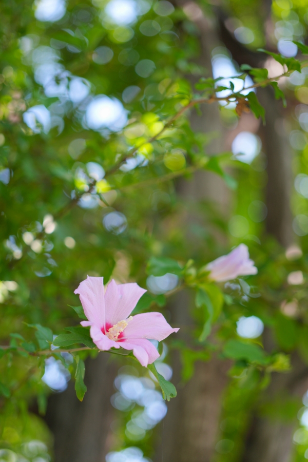 SONY α7CR + FE 50mm F2.5 G