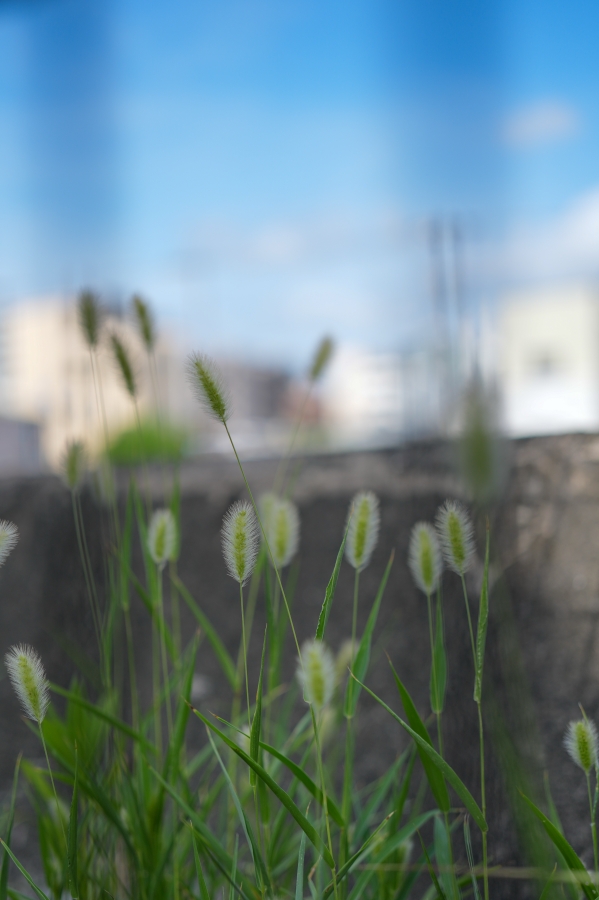 SONY α1 II + FE 50mm F2.5 G