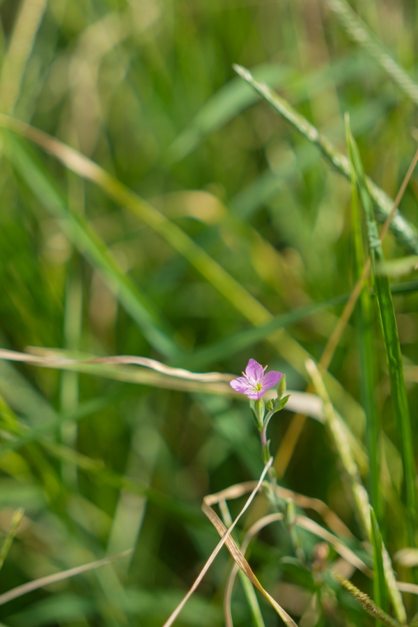 SONY α1 II + FE 50mm F2.5 G