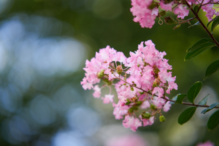 SONY α7CR + TTArtisan AF 85mm F1.8 Neo