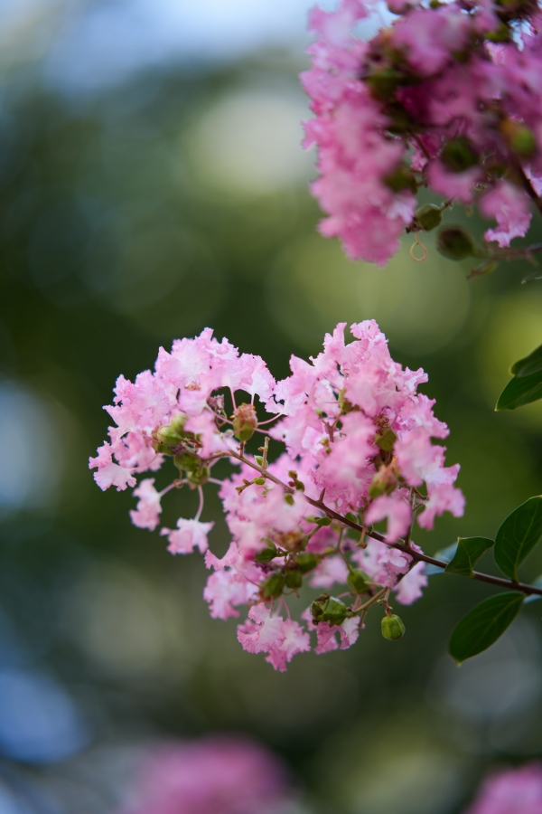 SONY α7CR + TTArtisan AF 85mm F1.8 Neo