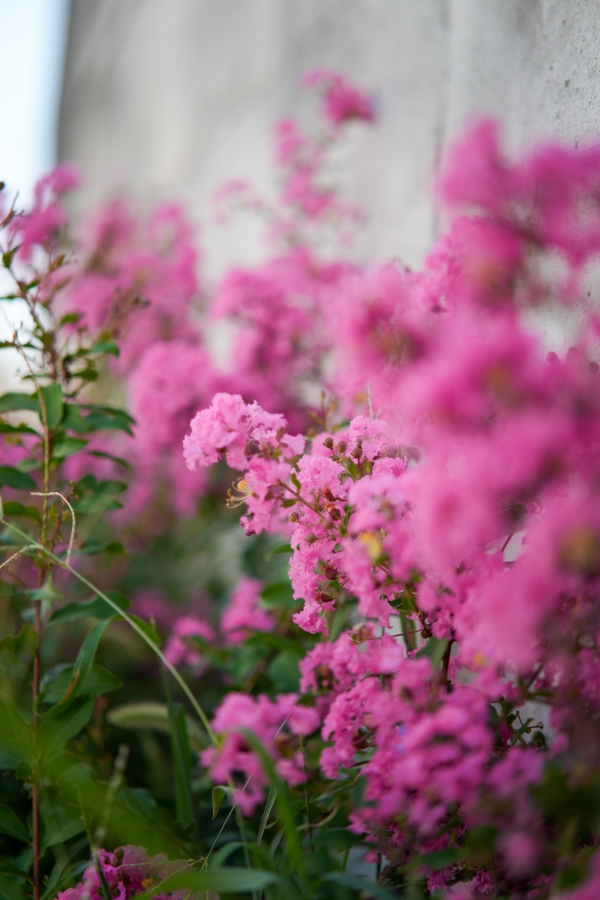 SONY α7CR + TTArtisan AF 85mm F1.8 Neo