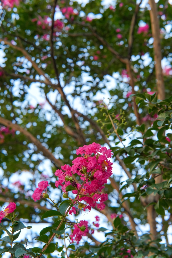 SONY α7CR + TTArtisan AF 85mm F1.8 Neo