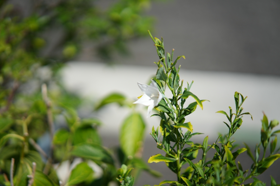 SONY α7CR + TTArtisan AF 85mm F1.8 Neo