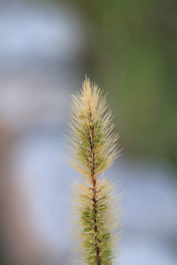 Canon EOS R10 + SIGMA 16-300mm F3.5-6.7 DC OS | Contemporary