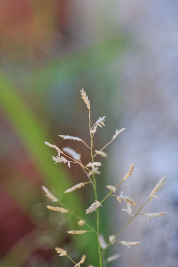 Canon EOS R10 + SIGMA 16-300mm F3.5-6.7 DC OS | Contemporary