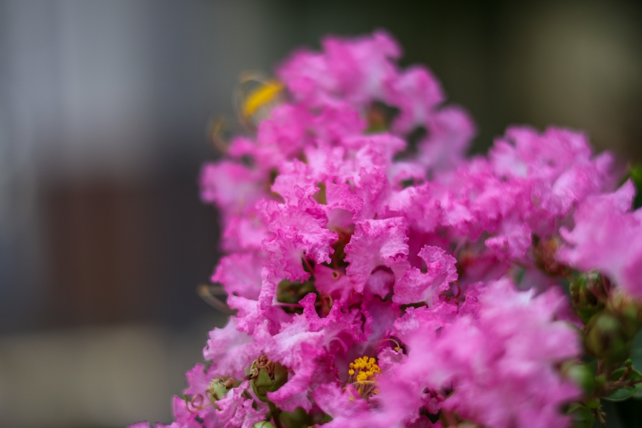 Canon EOS R10 + RF 50mm F1.8 STM