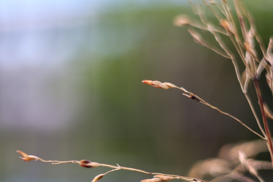 Canon EOS R10 + RF 50mm F1.8 STM