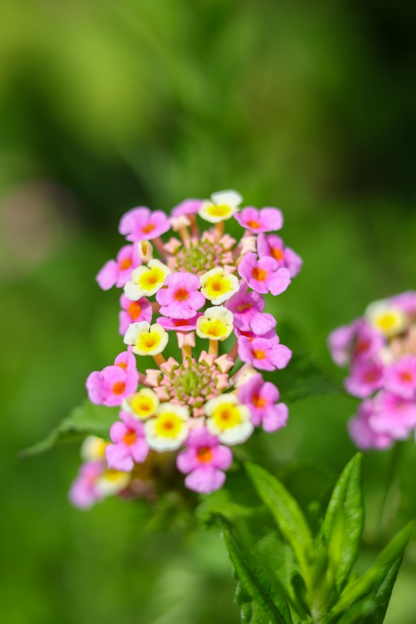 Canon EOS R10 + RF 50mm F1.8 STM