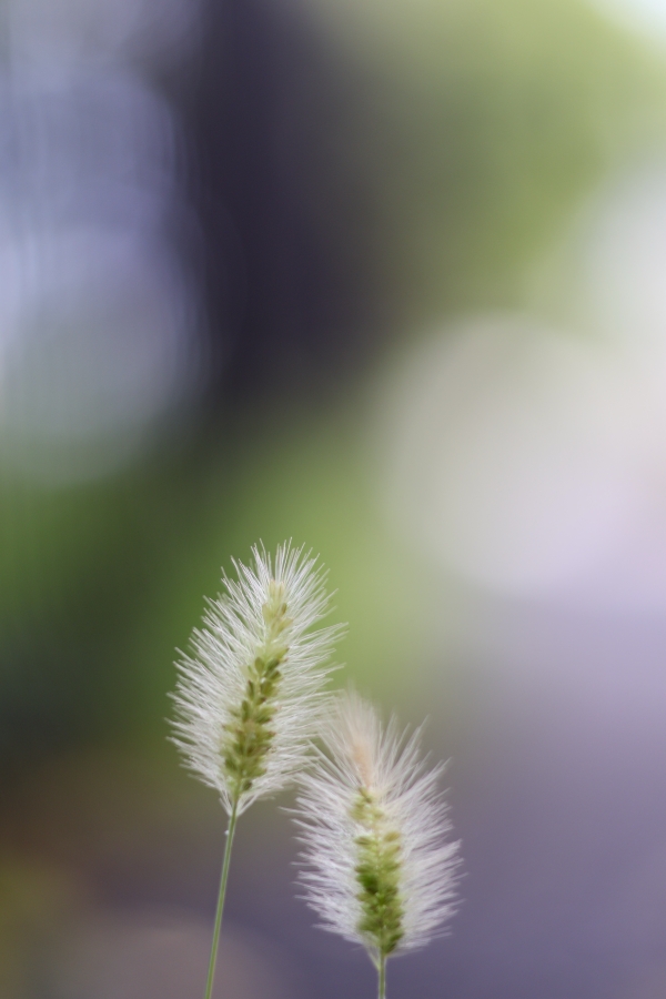 Canon EOS R10 + RF 50mm F1.8 STM