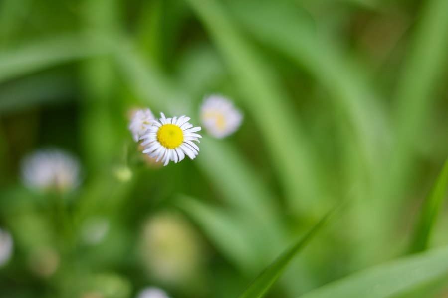 Canon EOS R10 + RF 50mm F1.8 STM