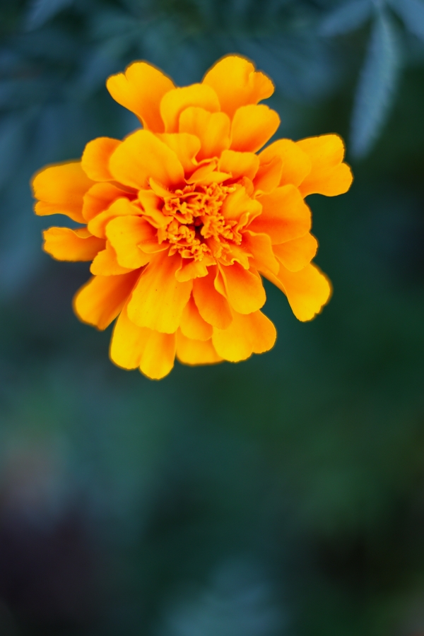 Canon EOS R10 + RF 50mm F1.8 STM