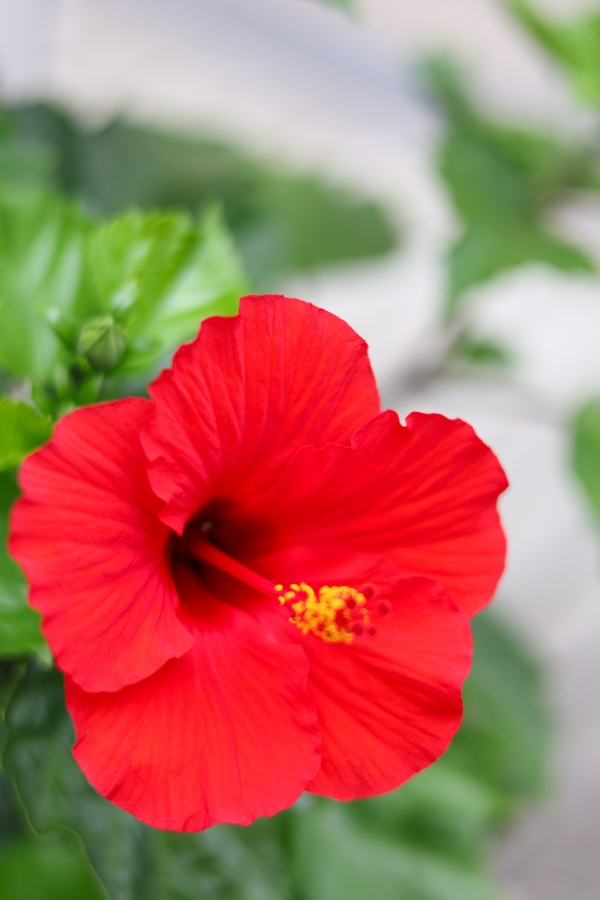 Canon EOS R10 + RF 50mm F1.8 STM
