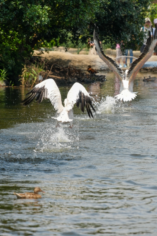 SONY α1 II + TAMRON 25-200mm F/2.8-5.6 Di III VXD G2