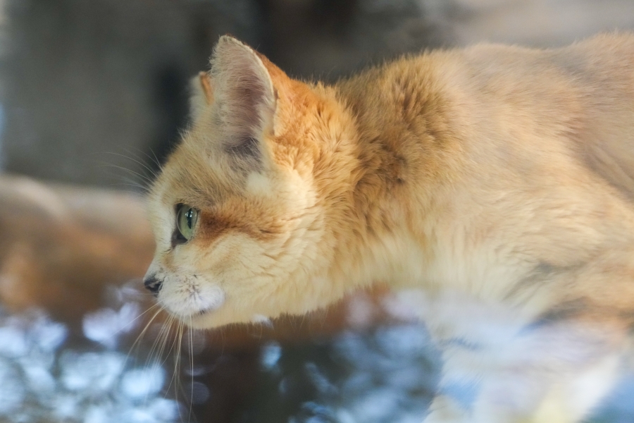 SONY α1 II + TAMRON 25-200mm F/2.8-5.6 Di III VXD G2