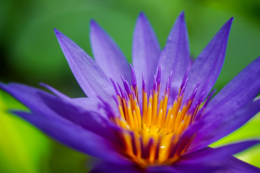 SONY α1 II + TAMRON 25-200mm F/2.8-5.6 Di III VXD G2