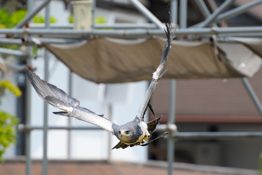SONY α1 II + FE 70-200mm F2.8 GM OSS II + SEL20TC