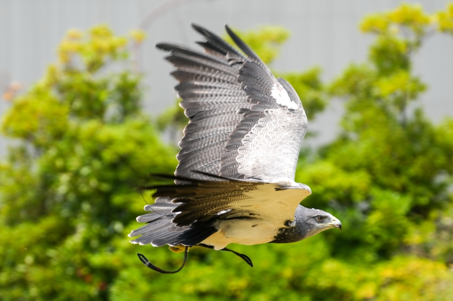SONY α1 II + FE 70-200mm F2.8 GM OSS II + SEL20TC