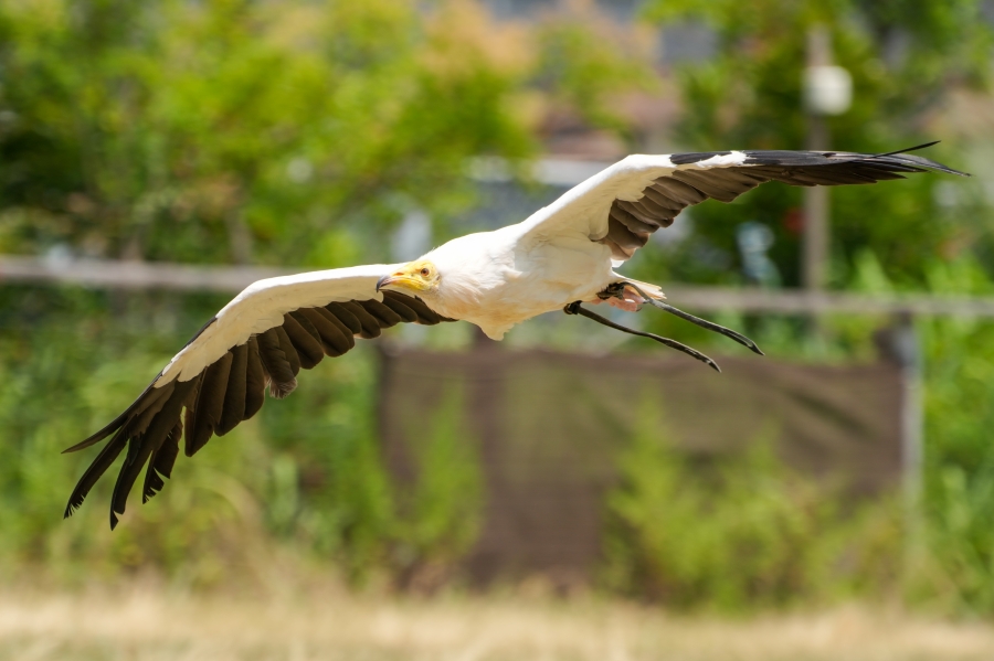 SONY α1 II + FE 70-200mm F2.8 GM OSS II + SEL20TC