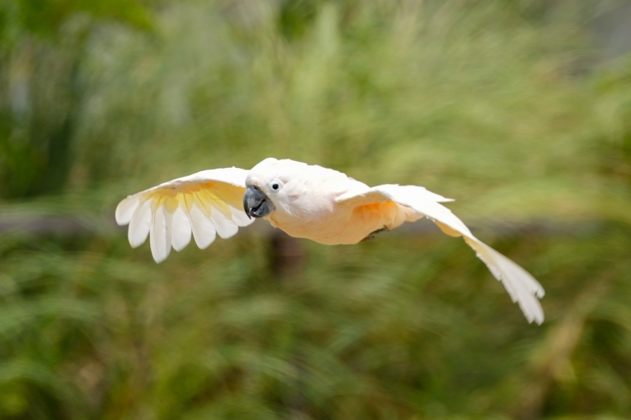 SONY α1 II + FE 70-200mm F2.8 GM OSS II + SEL20TC