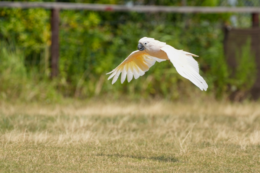 SONY α1 II + FE 70-200mm F2.8 GM OSS II + SEL20TC