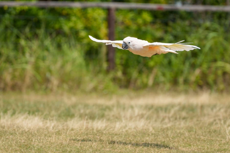 SONY α1 II + FE 70-200mm F2.8 GM OSS II + SEL20TC
