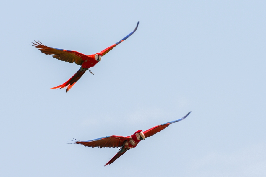SONY α1 II + FE 70-200mm F2.8 GM OSS II + SEL20TC