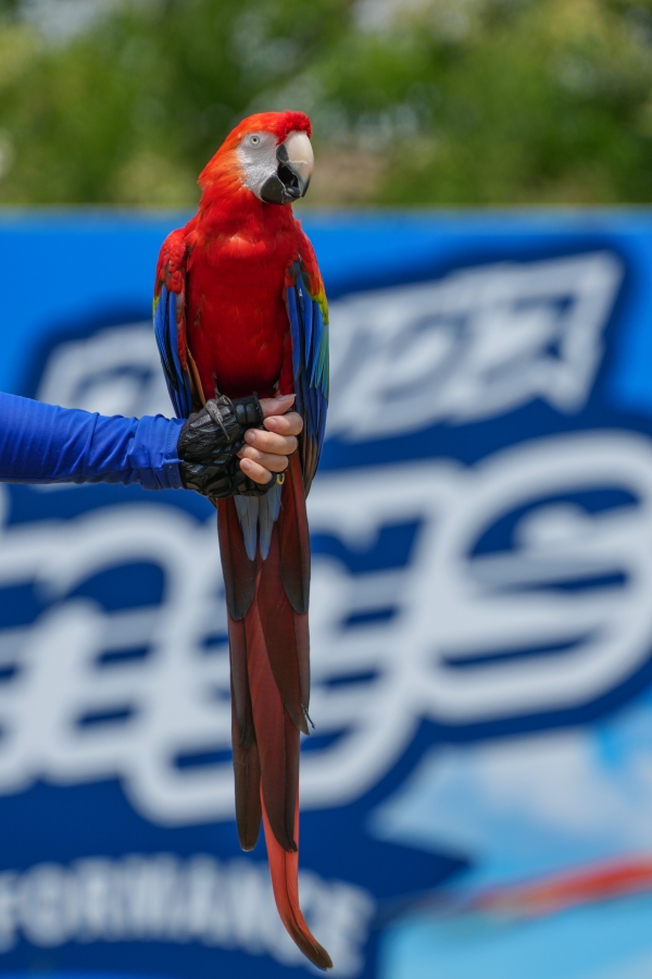 SONY α1 II + FE 70-200mm F2.8 GM OSS II + SEL20TC