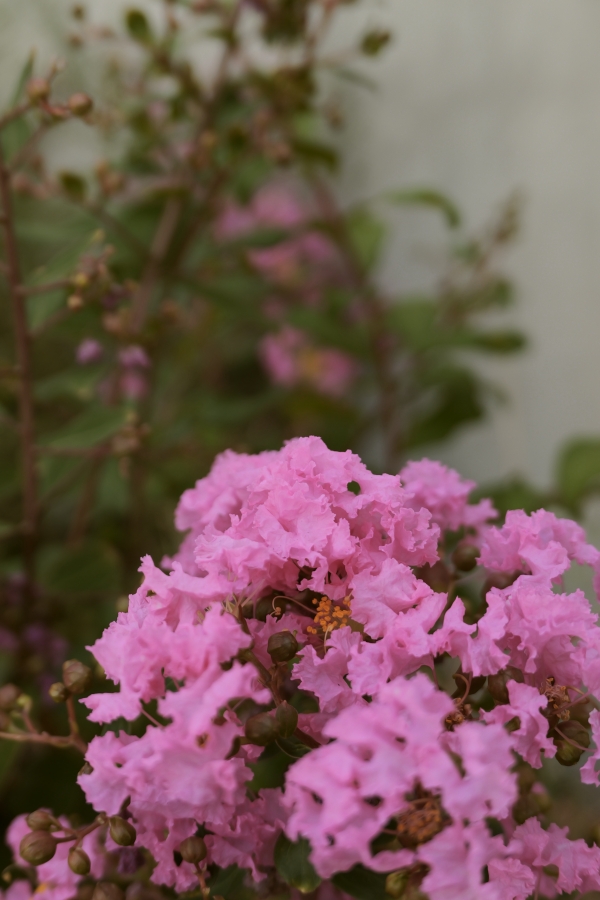 Panasonic LUMIX L10