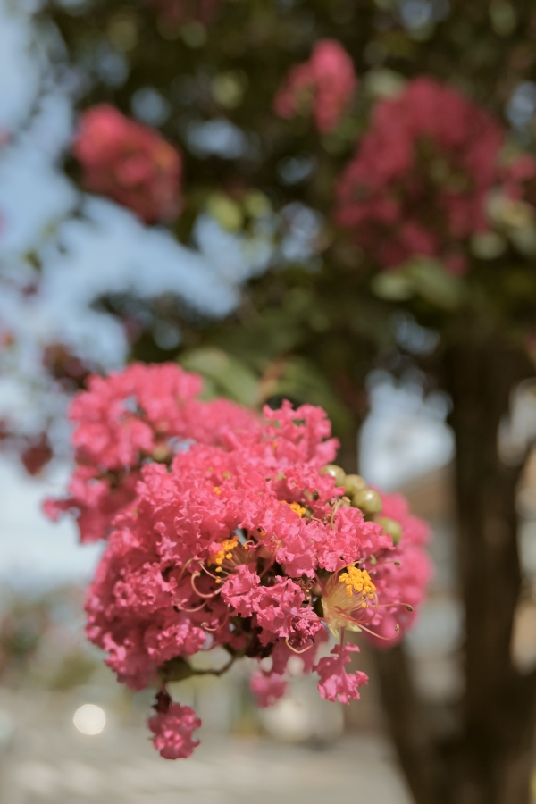Panasonic LUMIX L10
