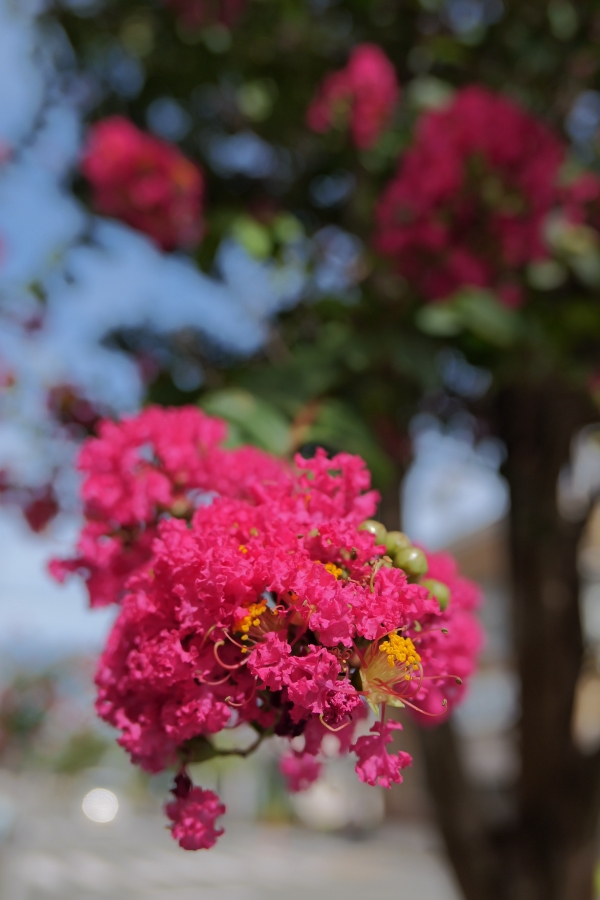 Panasonic LUMIX L10