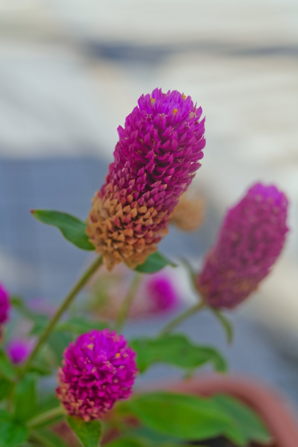 SONY α7CR + FE 28-60mm F4-5.6 + MEIKE MK-S-AF3B 16mm