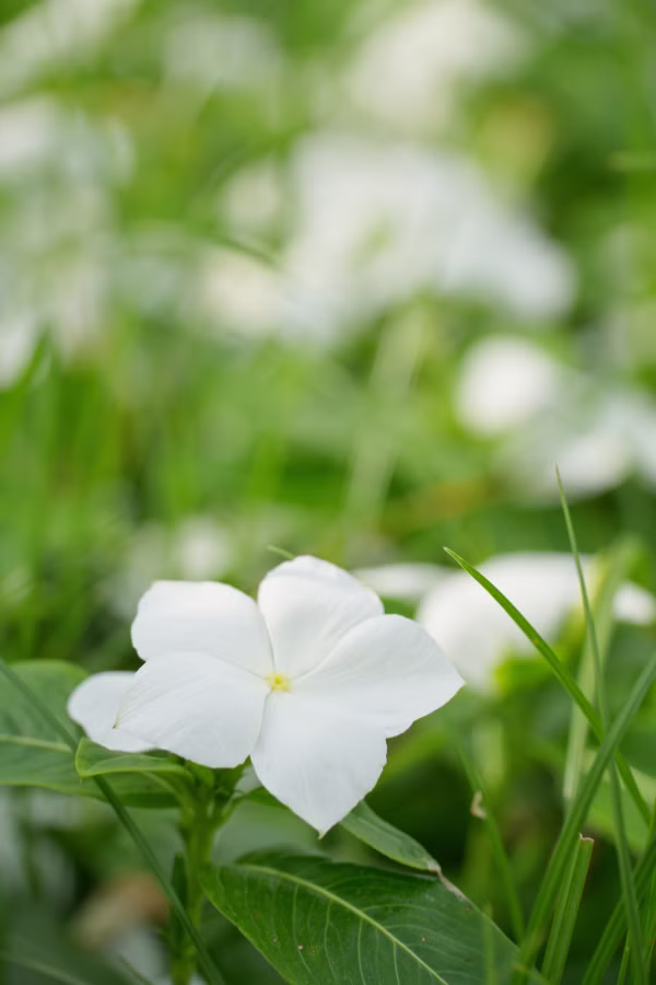 SONY FX2 + TAMRON 25-200mm F2.8-5.6 Di III VXD G2