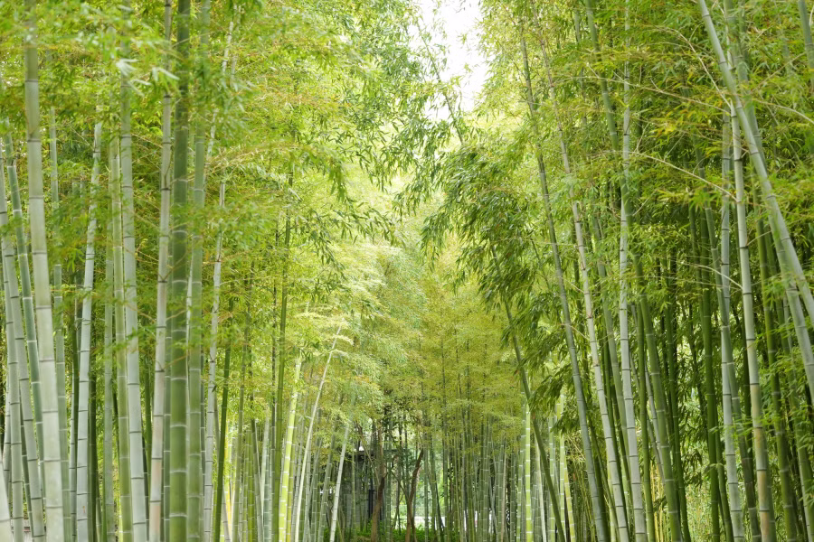 SONY FX2 + TAMRON 25-200mm F2.8-5.6 Di III VXD G2