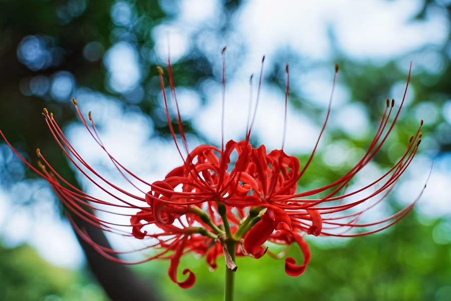 SONY FX2 + TAMRON 25-200mm F2.8-5.6 Di III VXD G2