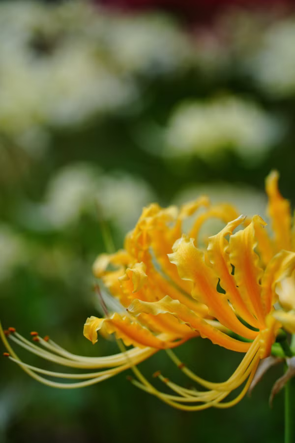 SONY FX2 + TAMRON 25-200mm F2.8-5.6 Di III VXD G2