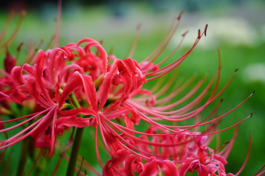 SONY FX2 + TAMRON 25-200mm F2.8-5.6 Di III VXD G2