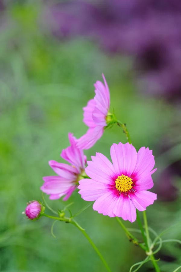 SONY FX2 + TAMRON 25-200mm F2.8-5.6 Di III VXD G2