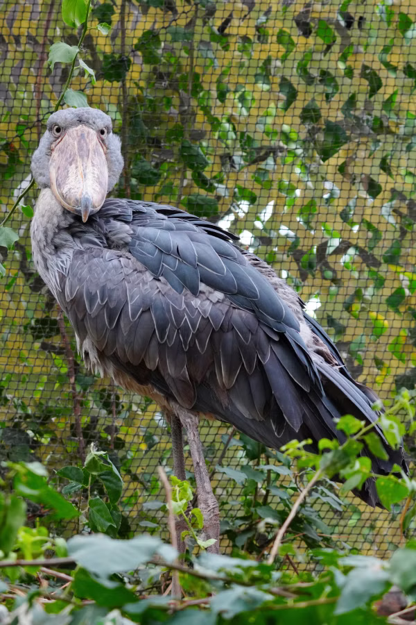 SONY α1 II + FE 100-400mm F5.6-8 OSS
