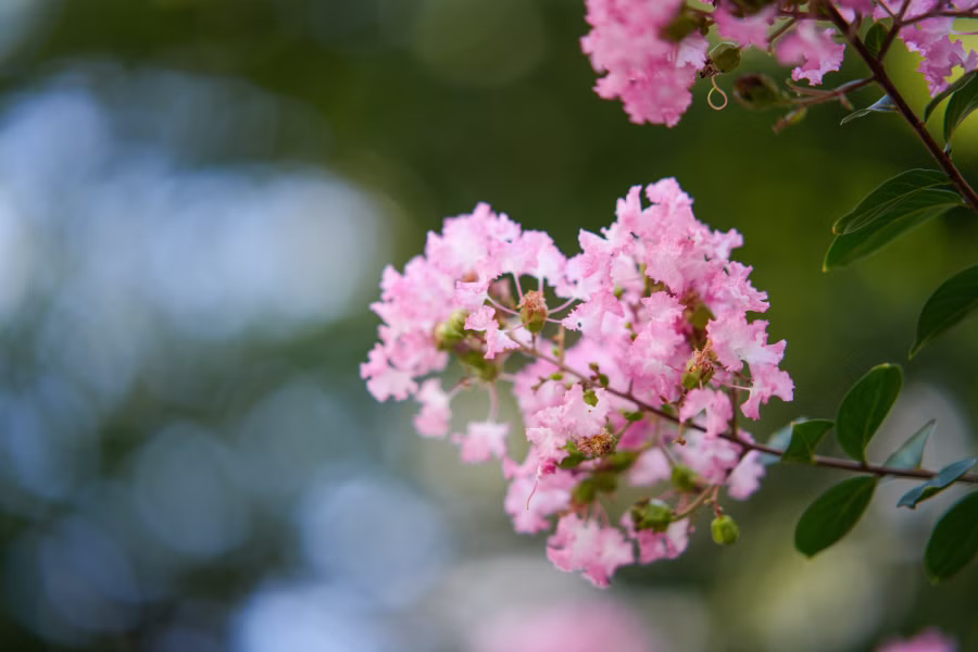 SONY α7CR + TTArtisan AF 85mm F1.8 Neo