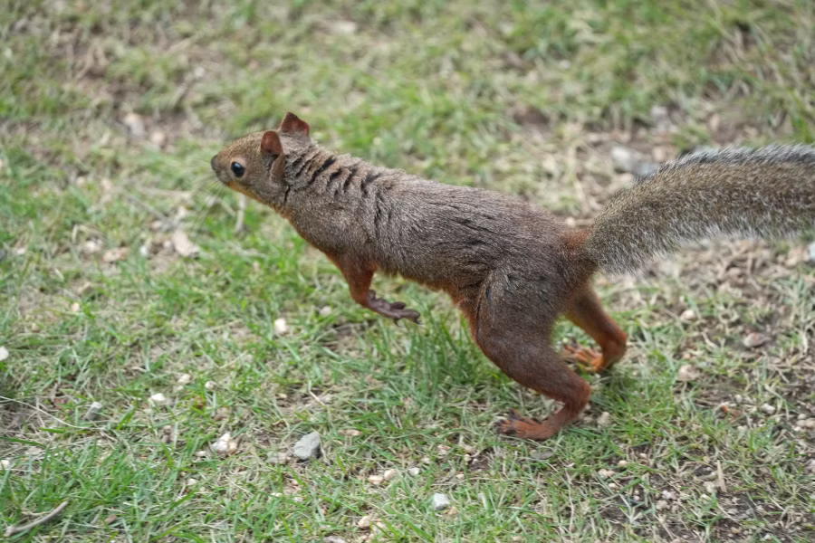 SONY α1 II + TAMRON 25-200mm F2.8-5.6 Di III VXD G2