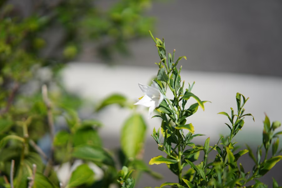 SONY α7CR + TTArtisan AF 85mm F1.8 Neo