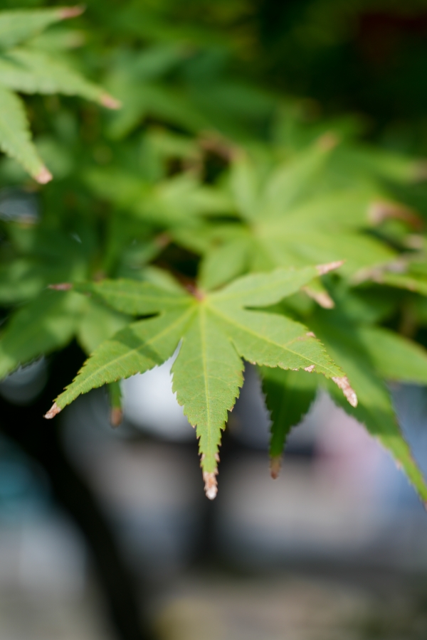 SONY α7CR + FE 28-60mm F4-5.6 + MEIKE MK-S-AF3B 16mm