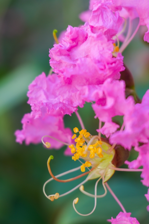 SONY α7CR + FE 28-60mm F4-5.6 + MEIKE MK-S-AF3B 16mm