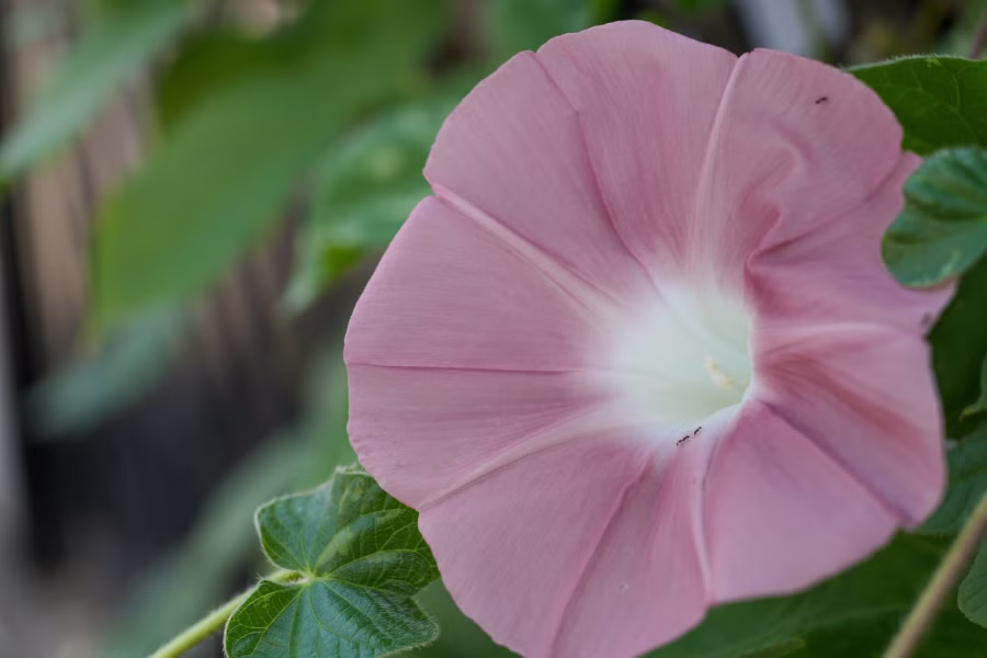 SONY α7CR + FE 28-60mm F4-5.6 + MEIKE MK-S-AF3B 16mm