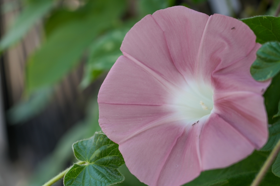 SONY α7CR + FE 28-60mm F4-5.6 + MEIKE MK-S-AF3B 16mm